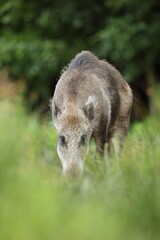 Dzik euroazjatycki, dzik, (Sus scrofa) © Bartosz Rakoczy