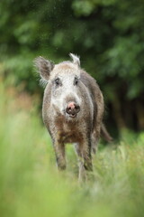 Dzik euroazjatycki, dzik, (Sus scrofa) © Bartosz Rakoczy