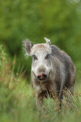Dzik euroazjatycki, dzik, (Sus scrofa) © Bartosz Rakoczy