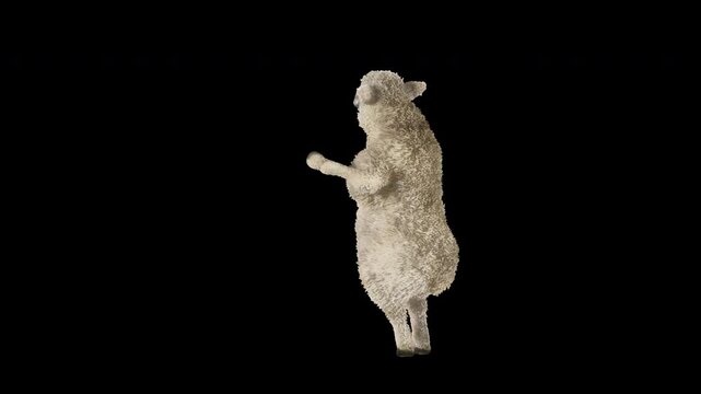 Sheep Dancing, Animal, 3d rendering, Animation 3D, cartoon,  included in the end of the clip with Lama matte.