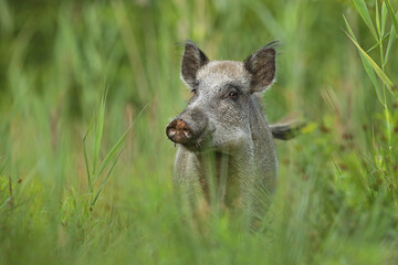 Dzik euroazjatycki, dzik, (Sus scrofa) © Bartosz Rakoczy