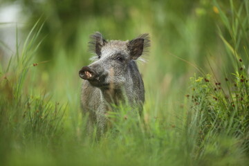 Dzik euroazjatycki, dzik, (Sus scrofa) © Bartosz Rakoczy