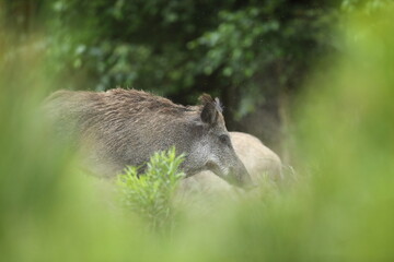 Dzik euroazjatycki, dzik, (Sus scrofa) © Bartosz Rakoczy