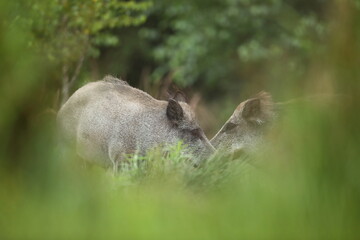 Dzik euroazjatycki, dzik, (Sus scrofa) © Bartosz Rakoczy