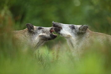 Dzik euroazjatycki, dzik, (Sus scrofa) © Bartosz Rakoczy
