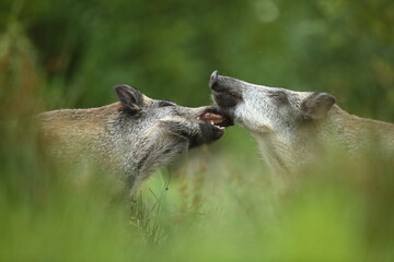 Dzik euroazjatycki, dzik, (Sus scrofa) © Bartosz Rakoczy