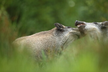 Dzik euroazjatycki, dzik, (Sus scrofa) © Bartosz Rakoczy