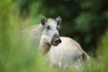 Dzik euroazjatycki, dzik, (Sus scrofa) © Bartosz Rakoczy