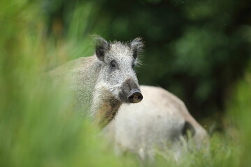 Dzik euroazjatycki, dzik, (Sus scrofa) © Bartosz Rakoczy