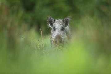 Dzik euroazjatycki, dzik, (Sus scrofa) © Bartosz Rakoczy