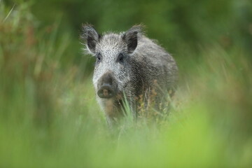 Dzik euroazjatycki, dzik, (Sus scrofa)