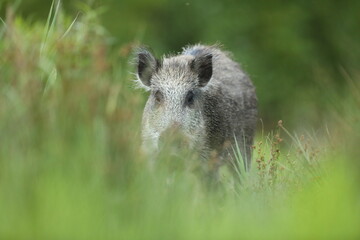 Dzik euroazjatycki, dzik, (Sus scrofa) © Bartosz Rakoczy