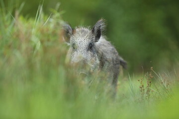 Dzik euroazjatycki, dzik, (Sus scrofa) © Bartosz Rakoczy