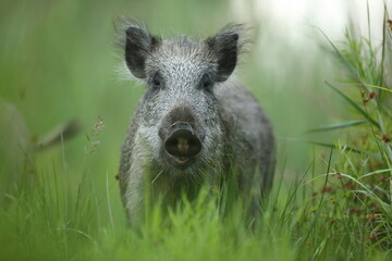 Dzik euroazjatycki, dzik, (Sus scrofa) © Bartosz Rakoczy