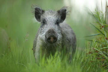 Dzik euroazjatycki, dzik, (Sus scrofa) © Bartosz Rakoczy