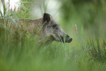 Dzik euroazjatycki, dzik, (Sus scrofa) © Bartosz Rakoczy