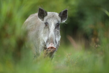 Dzik euroazjatycki, dzik, (Sus scrofa)