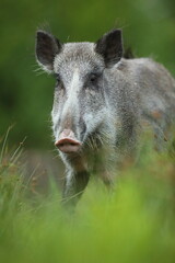 Dzik euroazjatycki, dzik, (Sus scrofa) © Bartosz Rakoczy