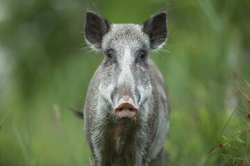 Dzik euroazjatycki, dzik, (Sus scrofa) © Bartosz Rakoczy