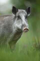 Dzik euroazjatycki, dzik, (Sus scrofa) © Bartosz Rakoczy
