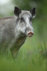 Dzik euroazjatycki, dzik, (Sus scrofa) © Bartosz Rakoczy