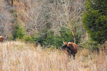 A tranquil setting unfolds as a brown cow grazes in an autumn meadow. Surrounding trees, tinged with fall colors, create a serene atmosphere in this picturesque rural scene