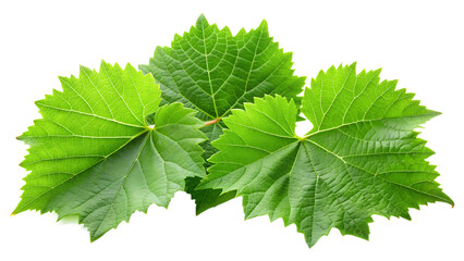 green grapes isolated on white background. transparent PNG