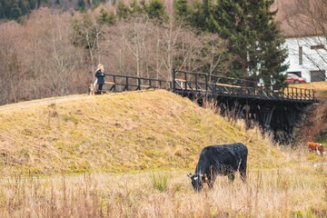 A serene countryside setting with a black cow grazing in a golden field. In the background, a person walks a dog along a path near a charming wooden bridge surrounded by trees