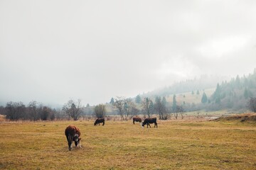 In the early morning, a group of cows grazes in a serene, fog-laden meadow. The rolling hills and trees create a picturesque backdrop, enhancing the rural tranquility
