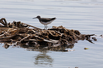 Wood sandpiper on a shore near the water