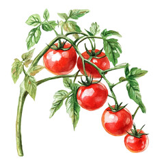 A watercolor vector painting of a tomato vine, isolated on a white background. Tomato vine vector.

