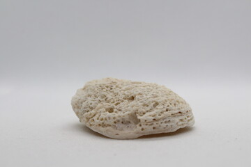 Fossilized sponge isolated on a white background