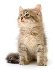 Kitten on white background.