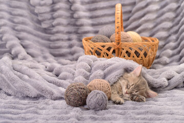 Obraz premium Kitten with a balls of thread.