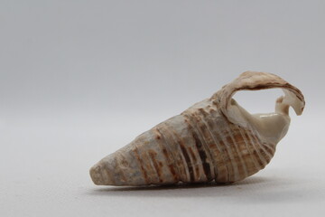 Sea snail Common cerith or European cerith (Cerithium vulgatum) isolated on a white background
