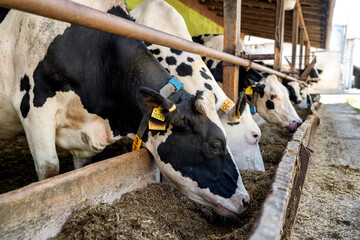 Group of cows at cowshed eating hay or fodder on dairy farm.
