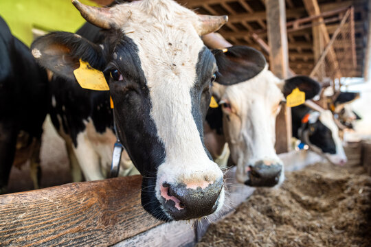 foot and mouth disease. Group of cows at cowshed eating hay or fodder on dairy farm.