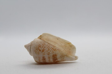 Image of strawberry strombus(Conomurex luhuanus) sea shell isolated on white background. Undersea Animals. Sea Shells.
