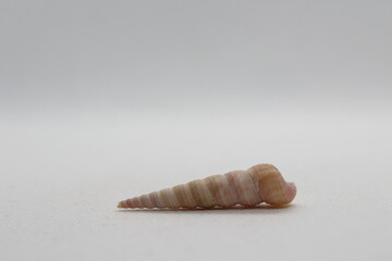 Sea shell Turritella communis isolated on a white background