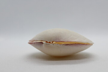 ctena orbiculata isolated on a white background