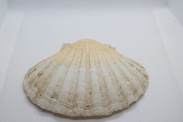 Big white scallop shell isolated on a white background
