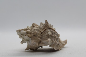 Corneta - Hexaplex trunculus - Murex trunculus, Phyllonotus trunculu isolated on a white background
