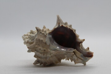 Corneta - Hexaplex trunculus - Murex trunculus, Phyllonotus trunculu isolated on a white background
