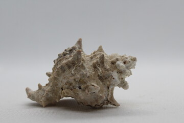 Corneta - Hexaplex trunculus - Murex trunculus, Phyllonotus trunculu isolated on a white background
