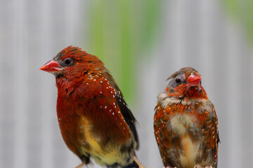 A couple of cute Red Avadavats bird pets cuddled up together. The red avadavat, red munia or strawberry finch, is a sparrow-sized bird of the family Estrildidae.