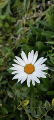Obraz premium Home garden White daisy 