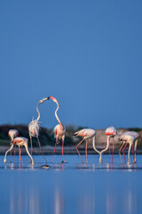 Naklejka premium Flamingos 