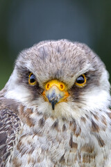 close up of a falcon 