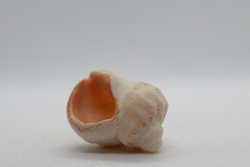 semicassis pyrum isolated on a white background