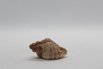 Corneta - Hexaplex trunculus - Murex trunculus, Phyllonotus trunculu isolated on a white background
